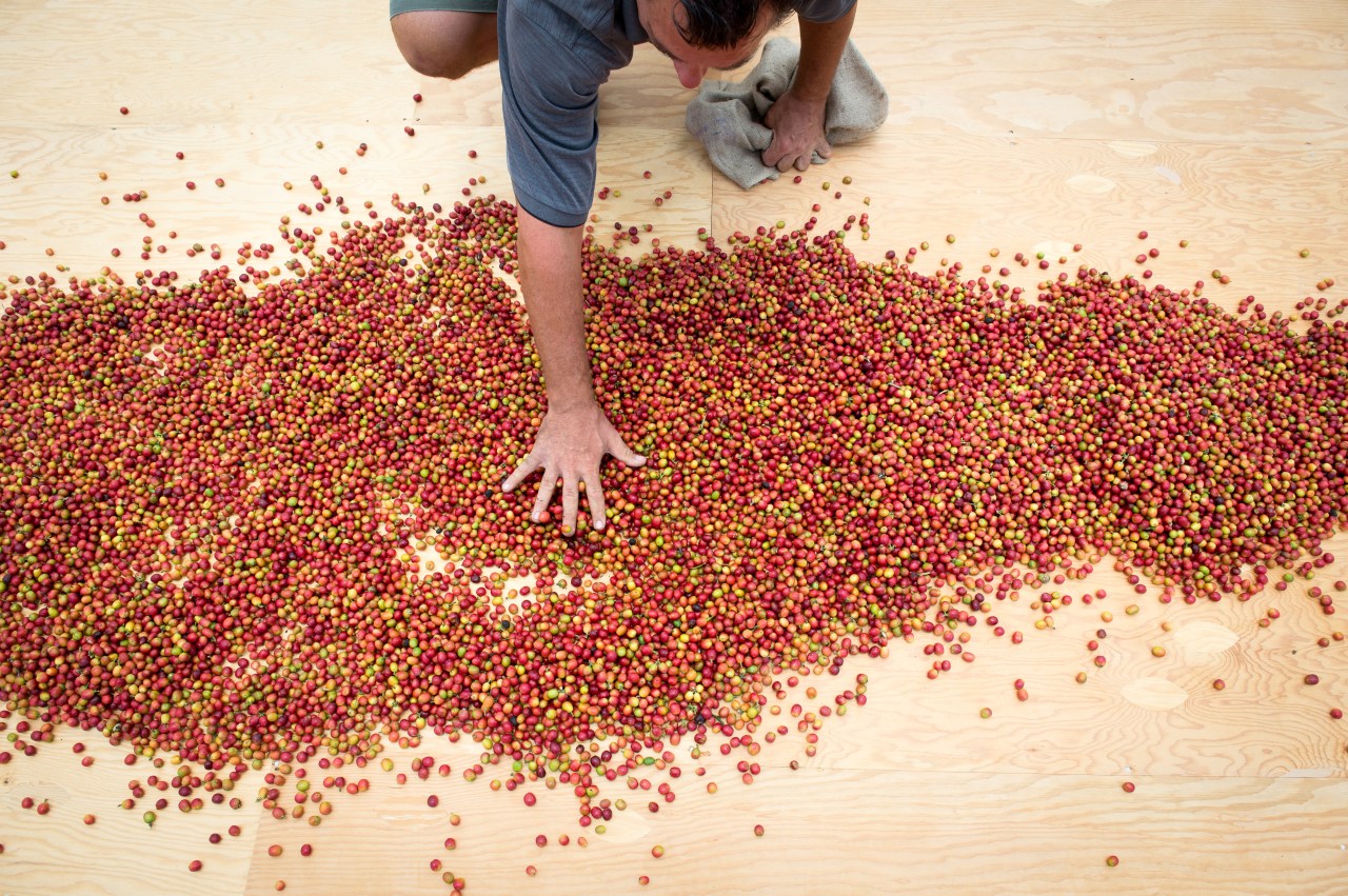 hires_overhead_cherries_drying