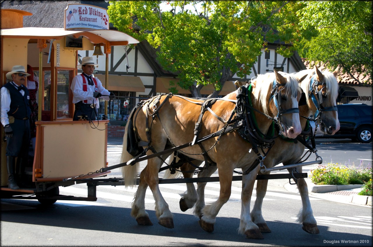 Clydesdales In Solvang